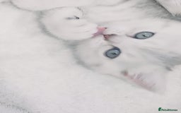 British Shorthair cats for sale: BRITISH SHORT-HAIR KITTENS   - Image 8