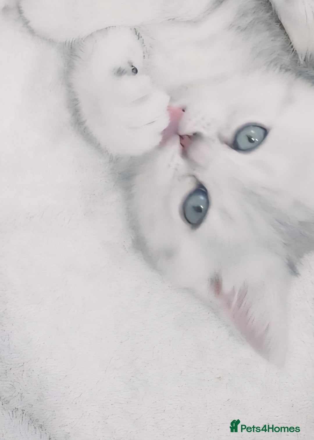 British Shorthair cats for sale: BRITISH SHORT-HAIR KITTENS   - Image 8