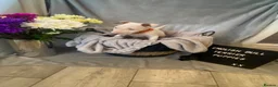 English Bull Terrier dogs for sale: 🐾✨ STUNNING ENGLISH BULL TERRIER PUPPIES ✨🐾 - Advert 12