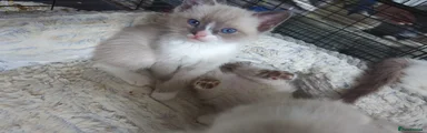 Ragdoll Kitten 1