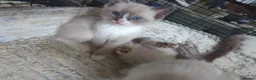 Ragdoll cats for sale: 3 PUREBREAD RAGDOLL KITTENS AVAILABLE - Advert 4