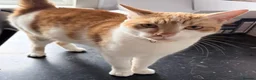 Mixed Breed cats for sale: Beautiful ginger female cat  - Advert 2