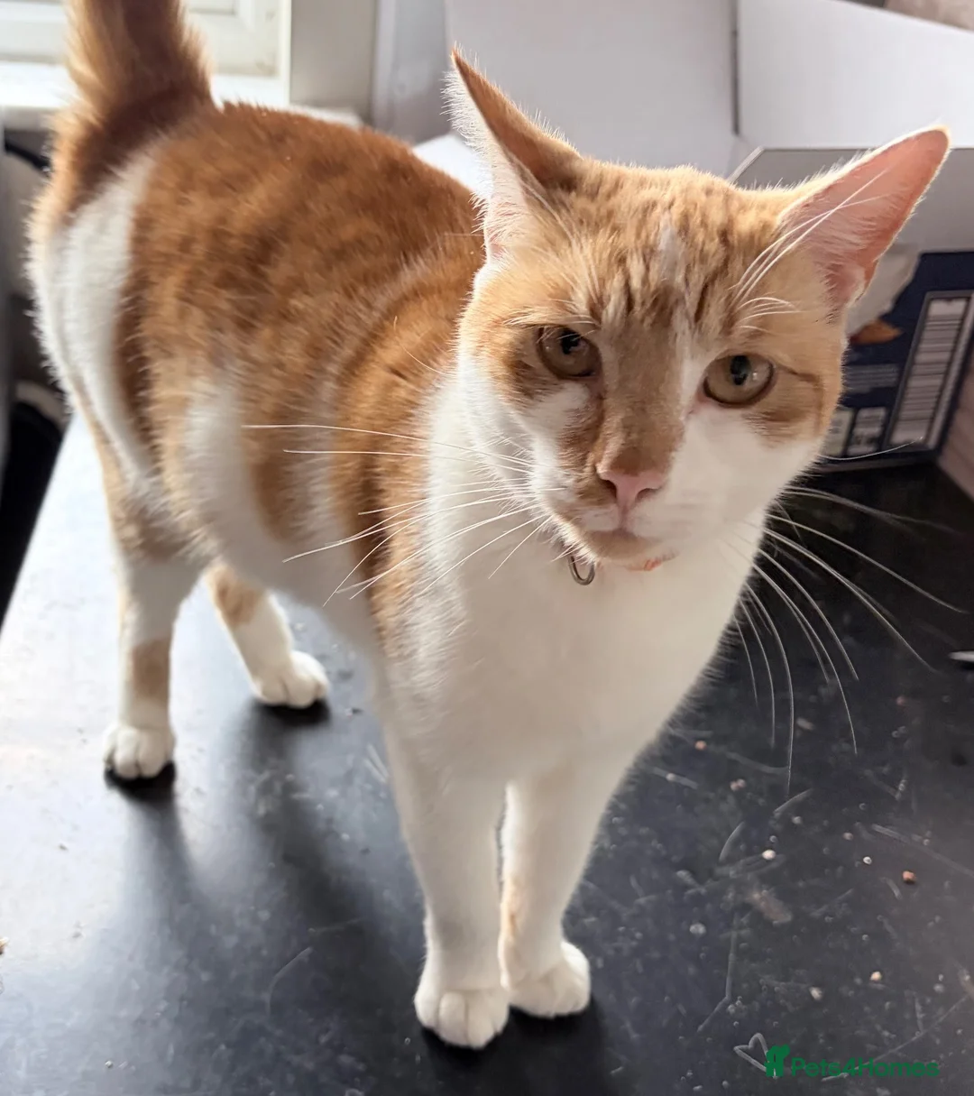 Mixed Breed cats for sale: Beautiful ginger female cat  - Advert 2