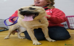 Mixed Breed dogs for adoption: Luanna - Norwich Norfolk  - Image 8