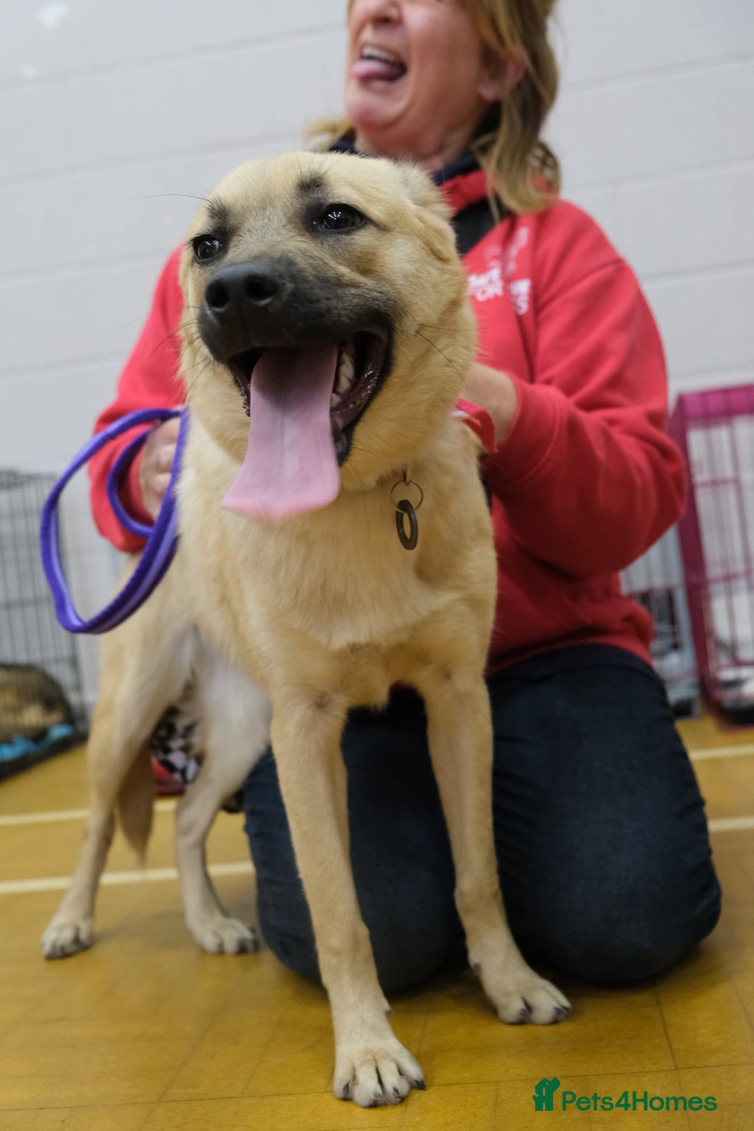Mixed Breed dogs for adoption: Luanna - Norwich Norfolk  - Image 8