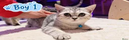 Scottish Fold cats for sale: Beautiful Scottish Fold,British & Munchkin Kittens - Advert 2
