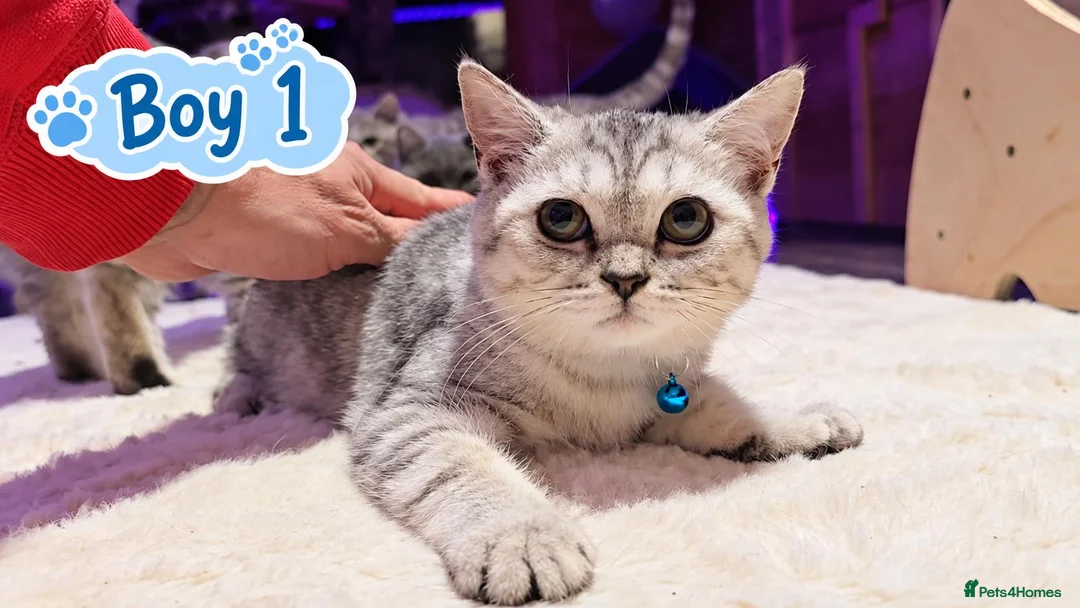 Scottish Fold cats for sale: Beautiful Scottish Fold,British & Munchkin Kittens - Advert 2