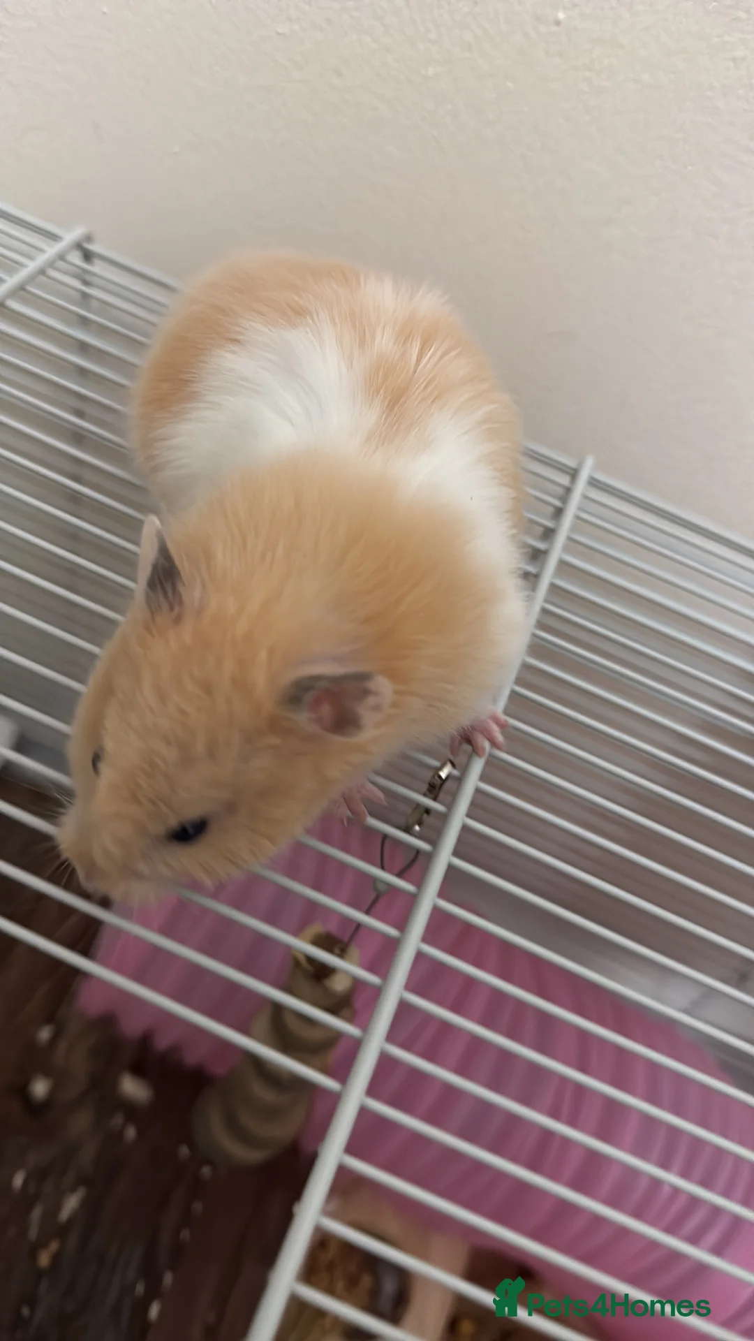 Hamster rodents for sale: Syrian hamster with cage and all accessories/food in Dagenham - Advert 1