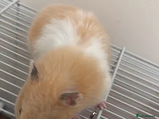 Hamster rodents Syrian hamster with cage and all accessories/food in Dagenham - Advert 3