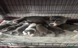 Staffordshire Bull Terrier dogs for sale: Blue and white stafffordshire terrier puppies - Image 1