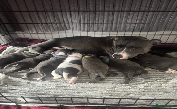 Staffordshire Bull Terrier dogs - Advert 1