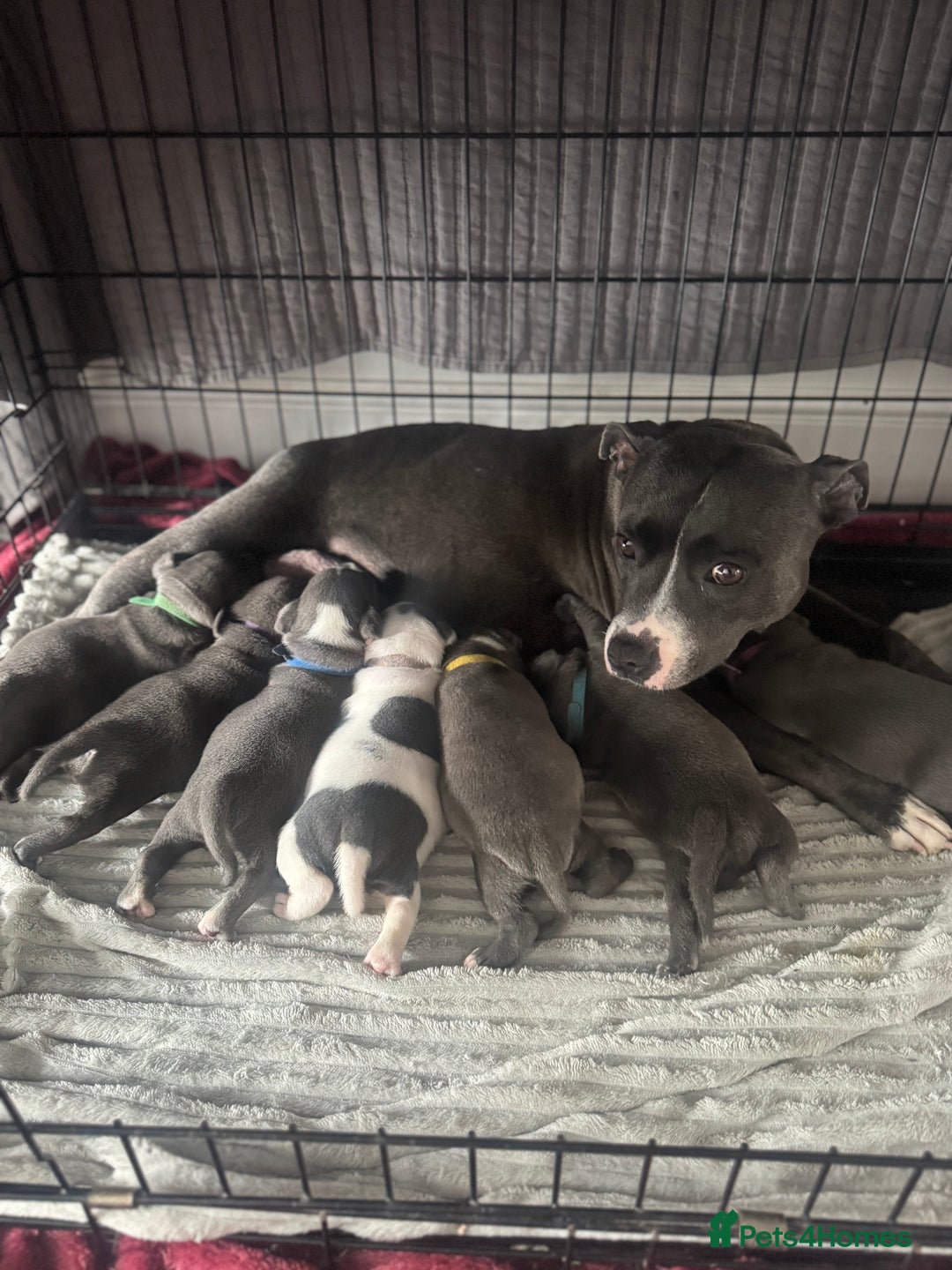Staffordshire Bull Terrier dogs for sale: Blue and white stafffordshire terrier puppies - Image 1