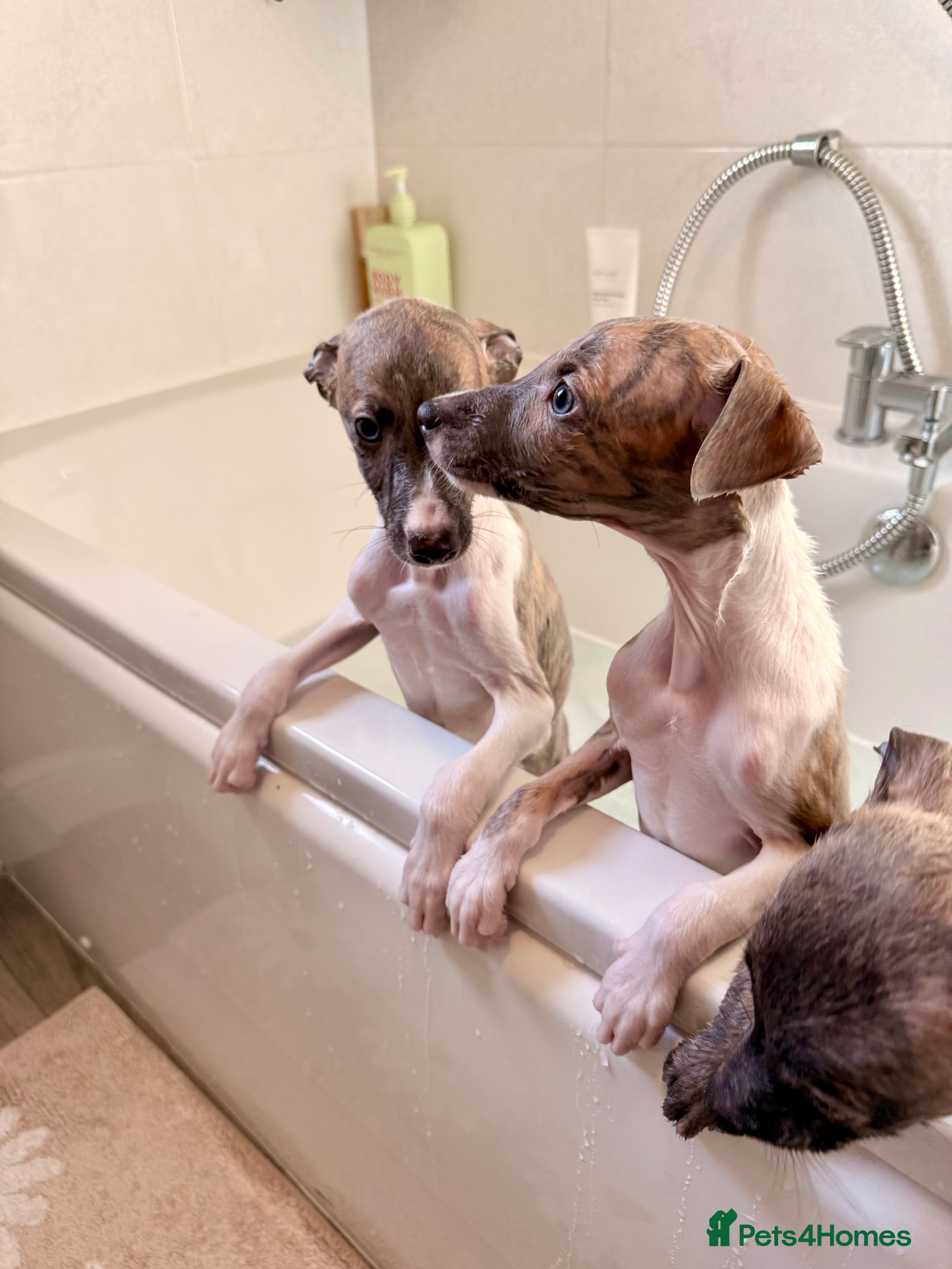 Whippet dogs ✨KC Whippet Pups, Now Ready For Their New Homes ✨ - Advert 2