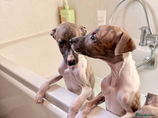 Whippet dogs ✨KC Whippet Pups, Now Ready For Their New Homes ✨ - Advert 2