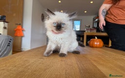 Ragdoll cats for sale: Ragdoll Kittens for Sale - Image 3