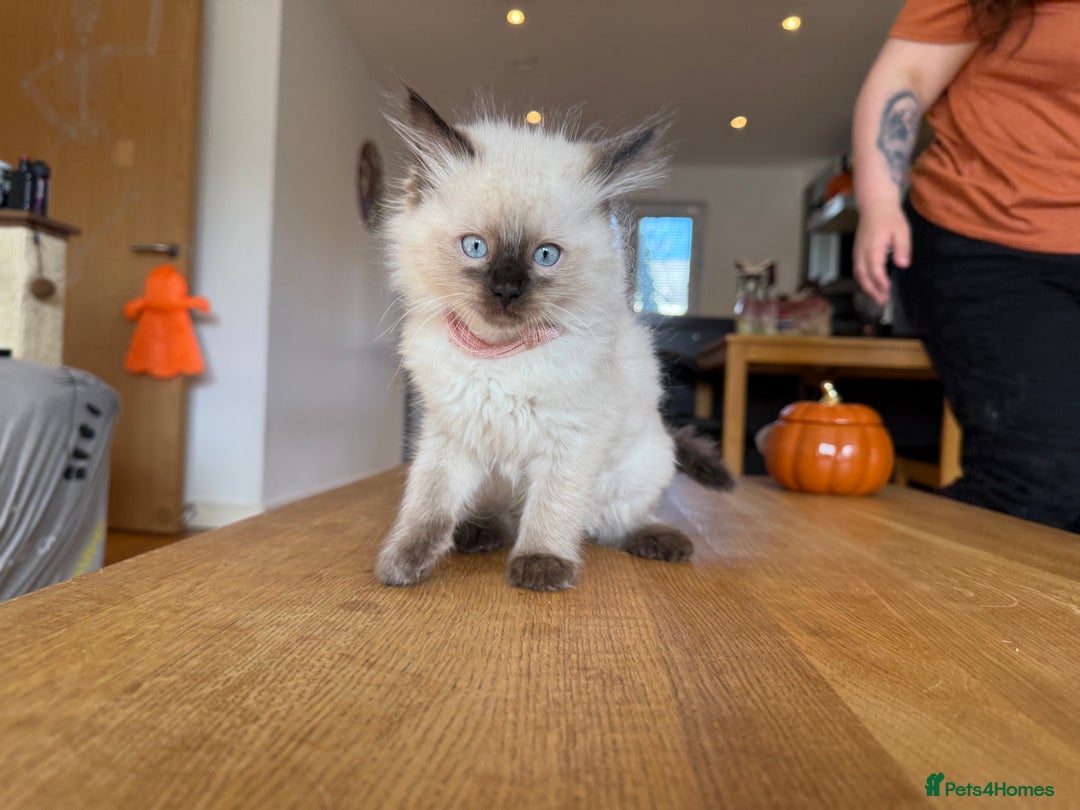 Ragdoll cats for sale: Ragdoll Kittens for Sale - Image 3