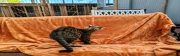 Savannah cats for sale: F3 Girl Brown Spotted Savannah TICA - Advert 7