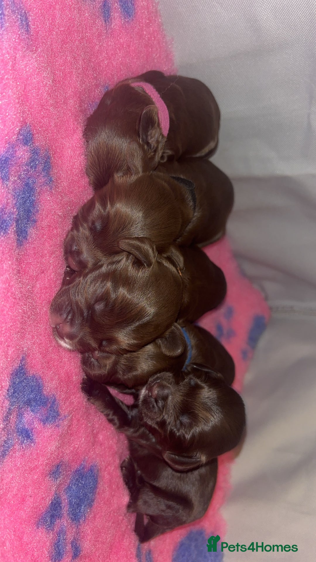 Cockapoo dogs for sale: Cockapoo f2b chocolate boys  - Advert 4