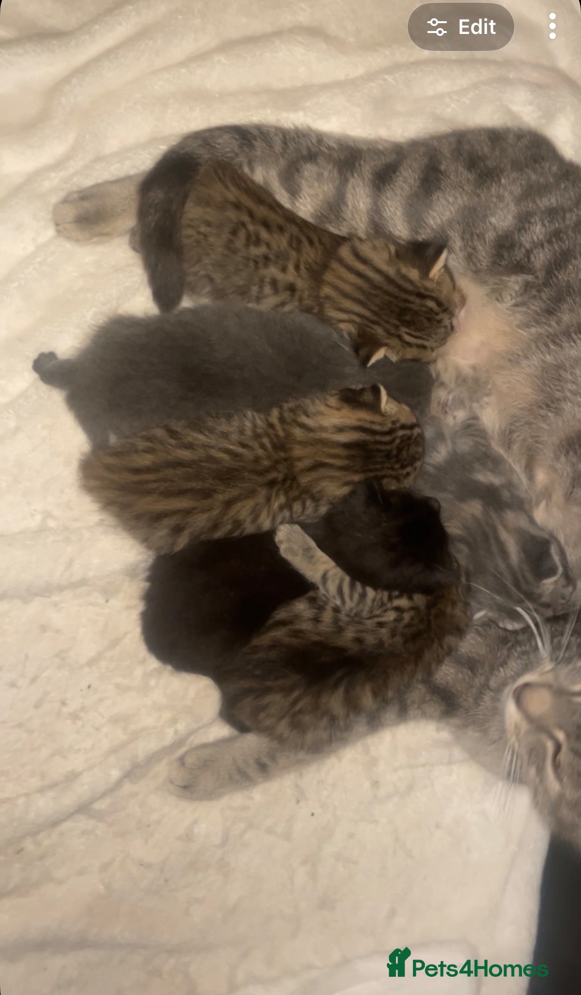 Mixed Breed cats Beautiful kittens Available  - Advert 1