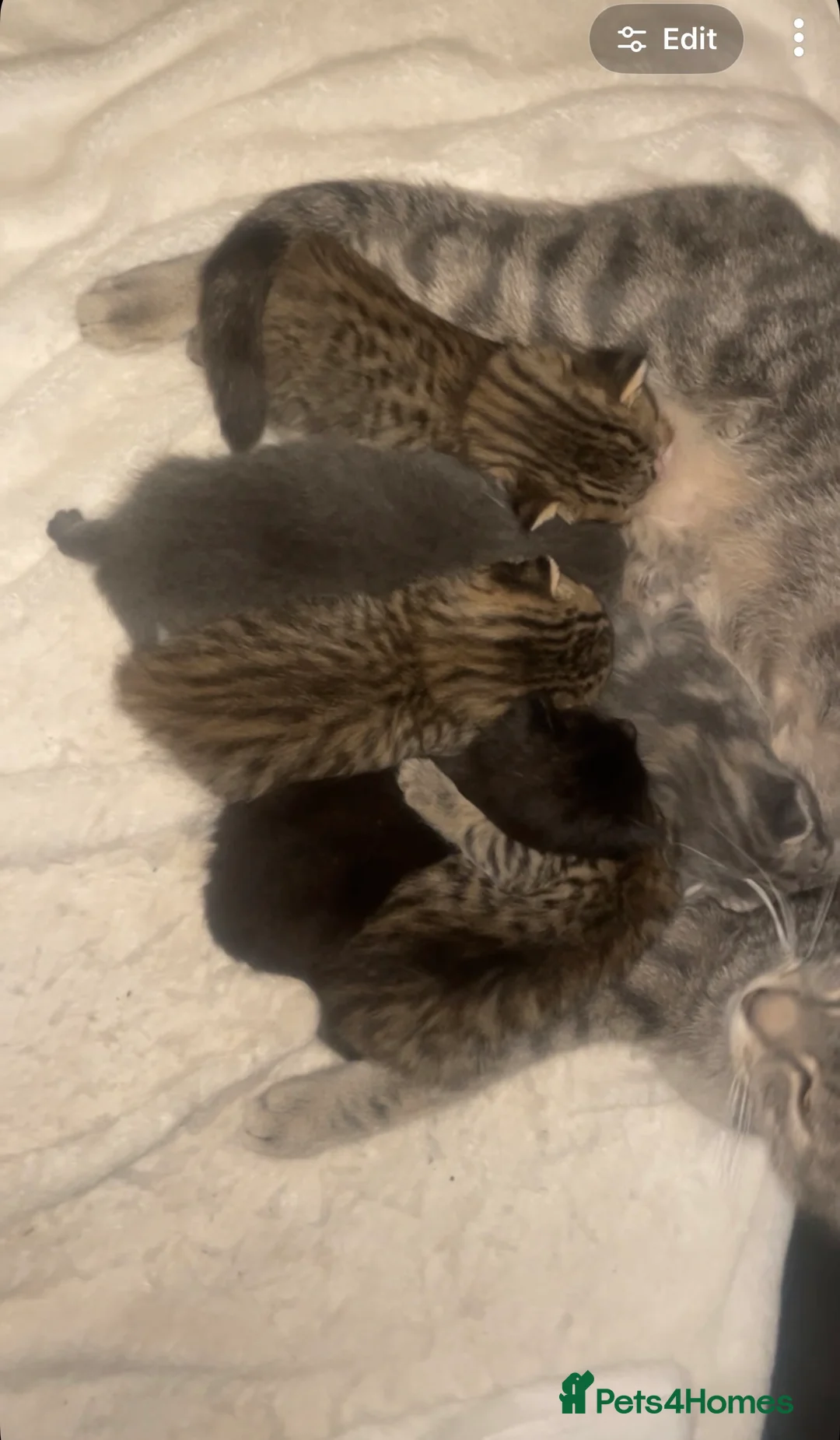 Mixed Breed cats for sale: Beautiful kittens Available  - Advert 1