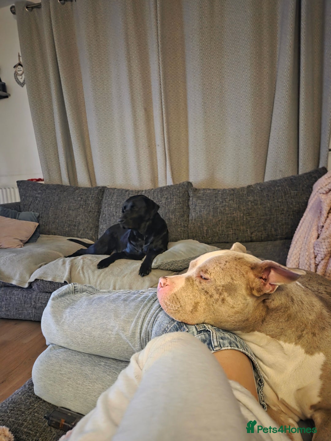 Mixed Breed dogs for sale: Gorgeous tink  - Advert 2