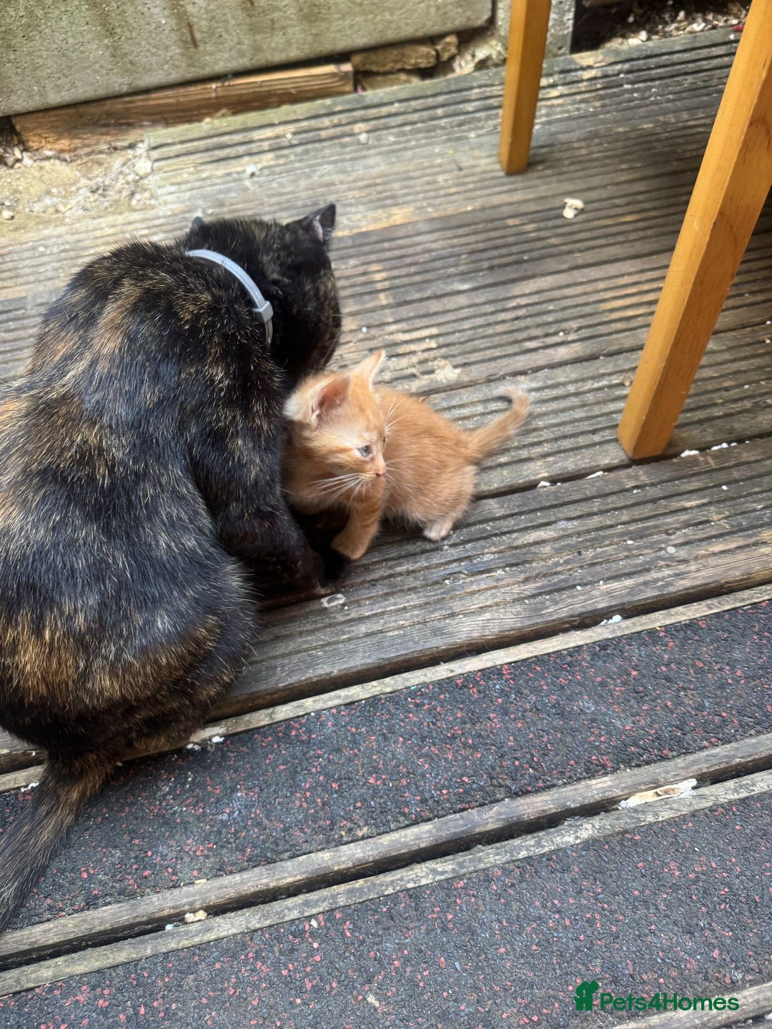 European cats for sale: Beautiful kittens  - Image 1
