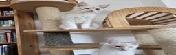 Maine Coon cats for sale: Three beautiful Maine Coon kittens - Advert 6