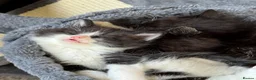 Mixed Breed cats for sale: 4 beautiful kittens for sale in Rhyl - Advert 3
