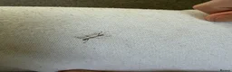 Stick Insects invertebrates for sale: Indian Stick Insect Babies in Birmingham - Advert 3