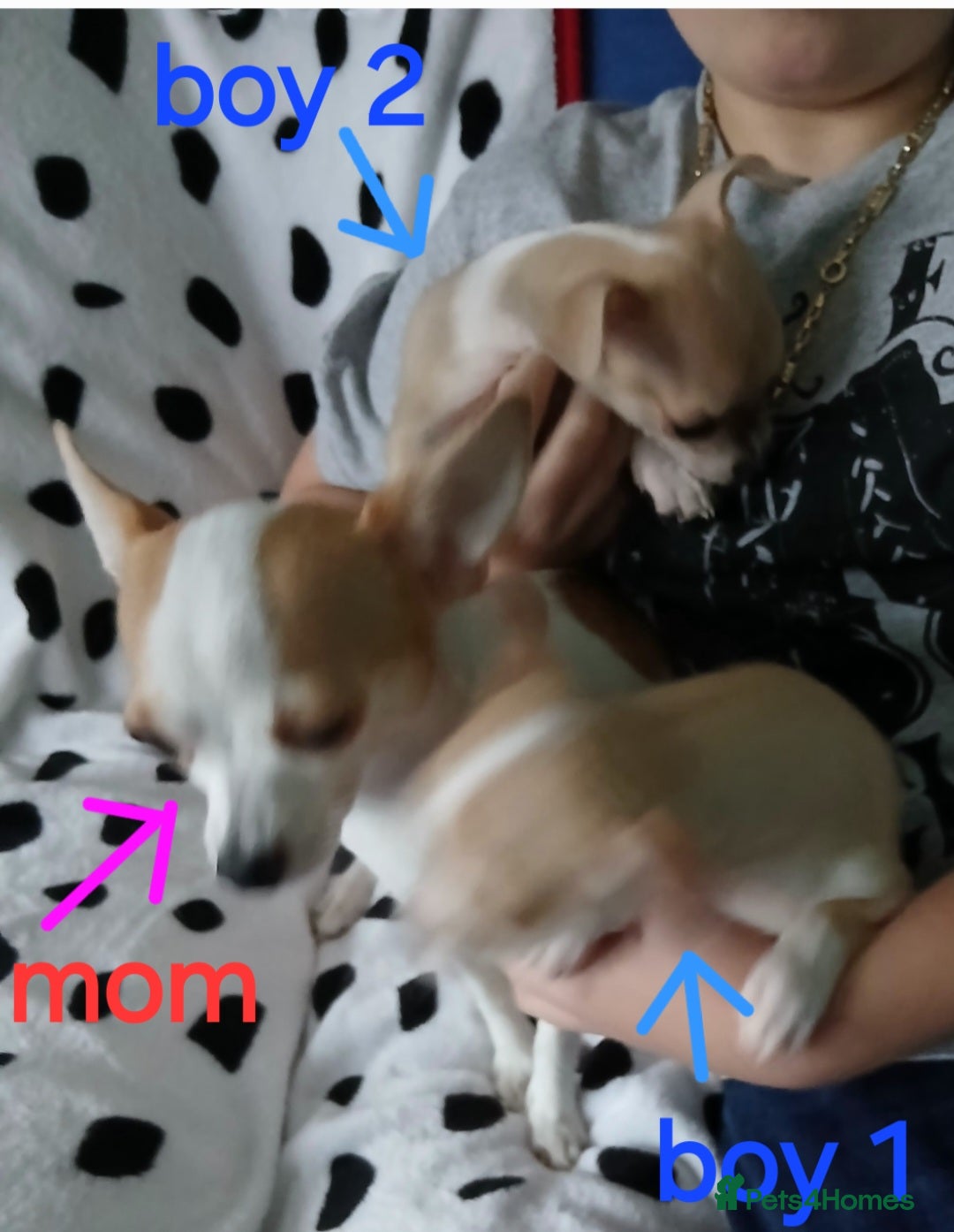 Chihuahua dogs  - chihuahua - two cheerful boys - Advert 7