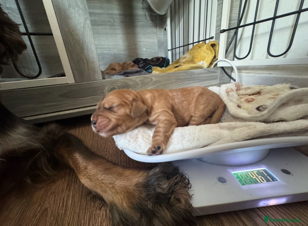 Cocker Spaniel dogs for sale: Show cocker spaniel pups ready 4th November  - Image 28