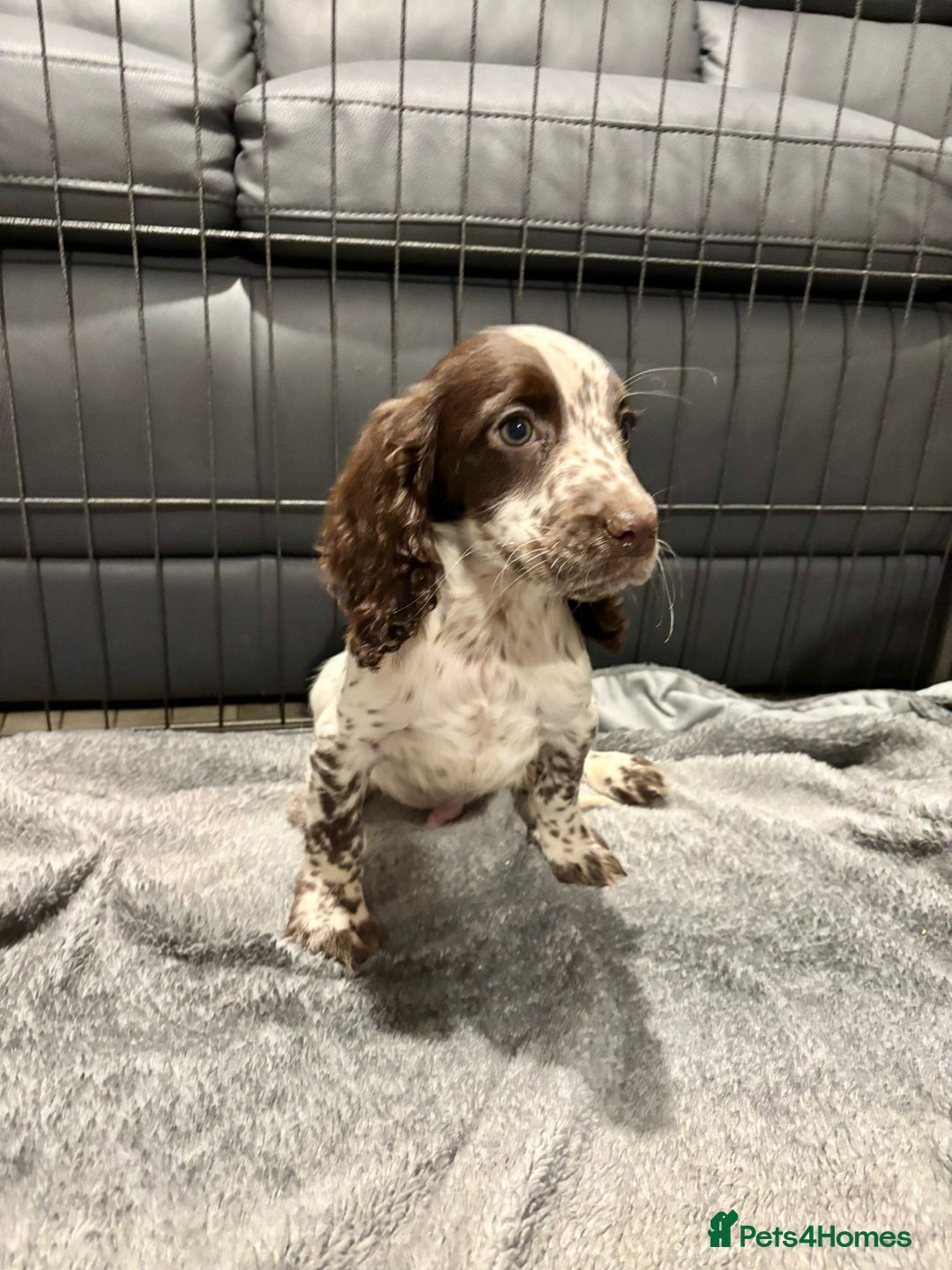 Cocker Spaniel dogs for sale: Cocker Spaniel Puppies Ready Now  - Advert 9