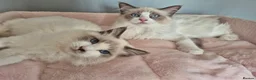 Ragdoll cats for sale: Two cuddly GCCF Ragdoll boys available 🩵 - Advert 1