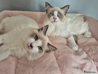 Ragdoll cats Two cuddly GCCF Ragdoll boys available 🩵 - Advert 5