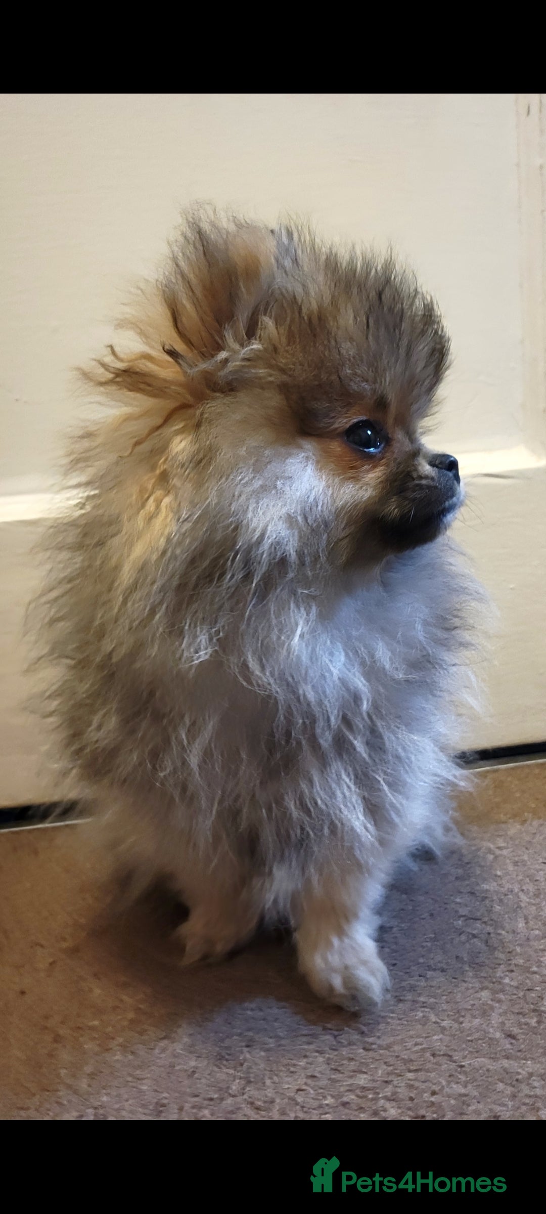 Pomeranian dogs for sale: Beautiful male merl pomeranian KC registered - Advert 5