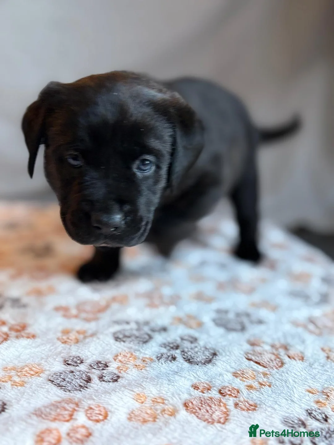 Mixed Breed dogs for sale: 🔥3 Left Cane Corso x Presa Puppies Ready 22Apr🔥 - Advert 2