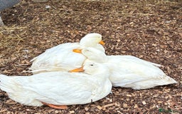 Ducks poultry for sale: 4 jumbo Pekin ducks  - Advert 1
