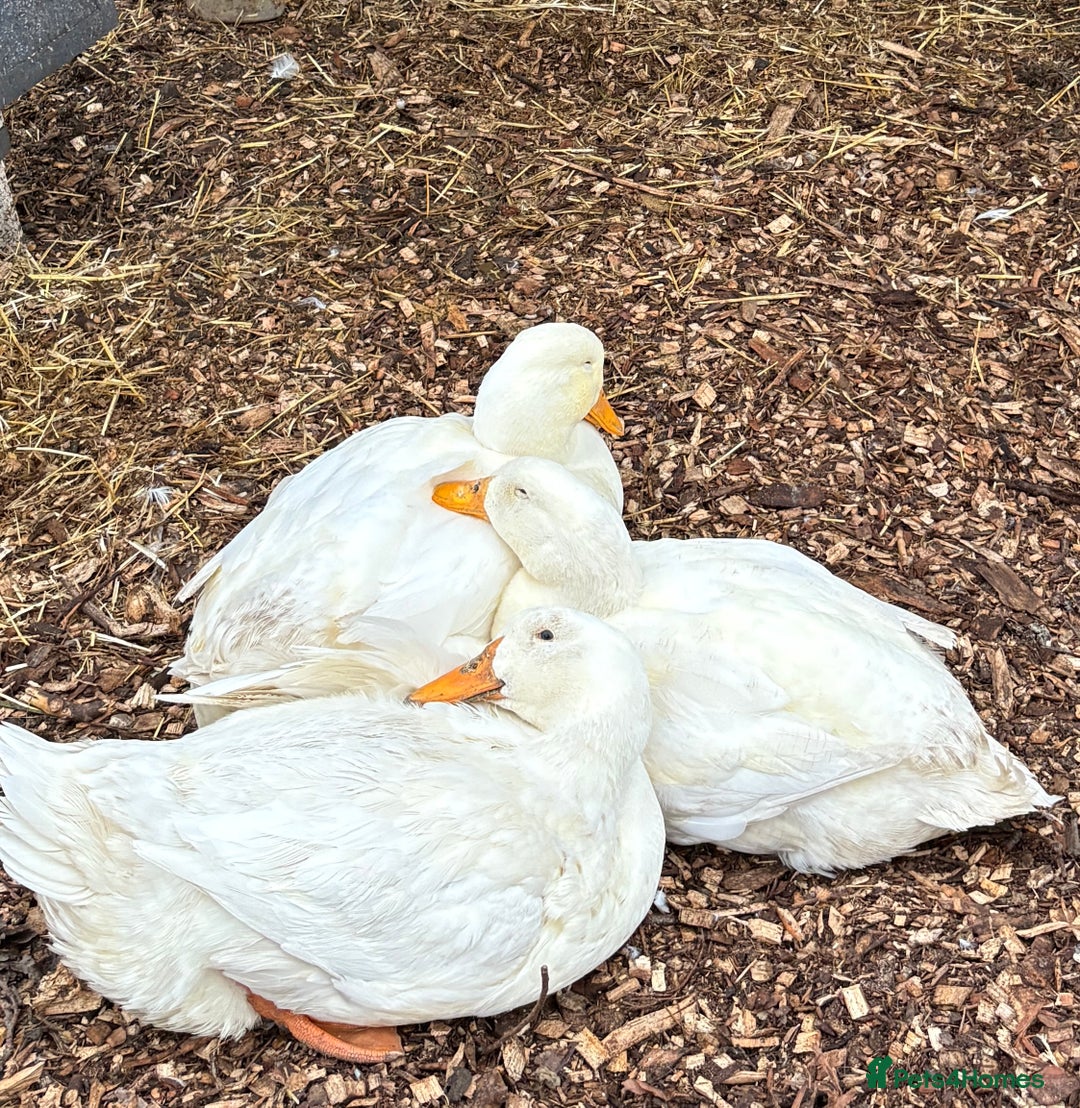 Ducks poultry for sale: 4 jumbo Pekin ducks  - Advert 1