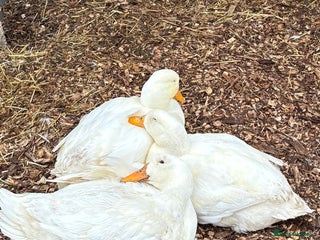 Ducks poultry 4 jumbo Pekin ducks - Advert 1