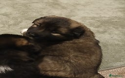 Caucasian Shepherd Dog dogs for sale: Caucasian shepherd puppies for sale  - Advert 8