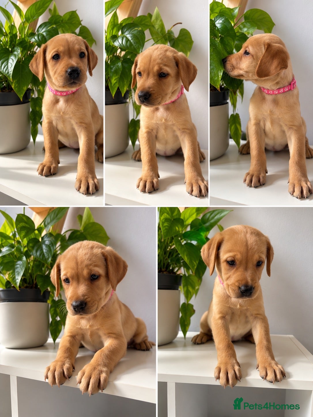 Labrador Retriever dogs 🐶 1 beautiful girl pup left 🐶  - Advert 1