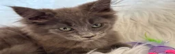 Maine Coon cats for sale: Maine coon kittens fluffy cuddly kittens - Advert 20