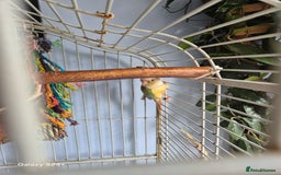 Conures birds for sale: pair of conures for sale - Image 5