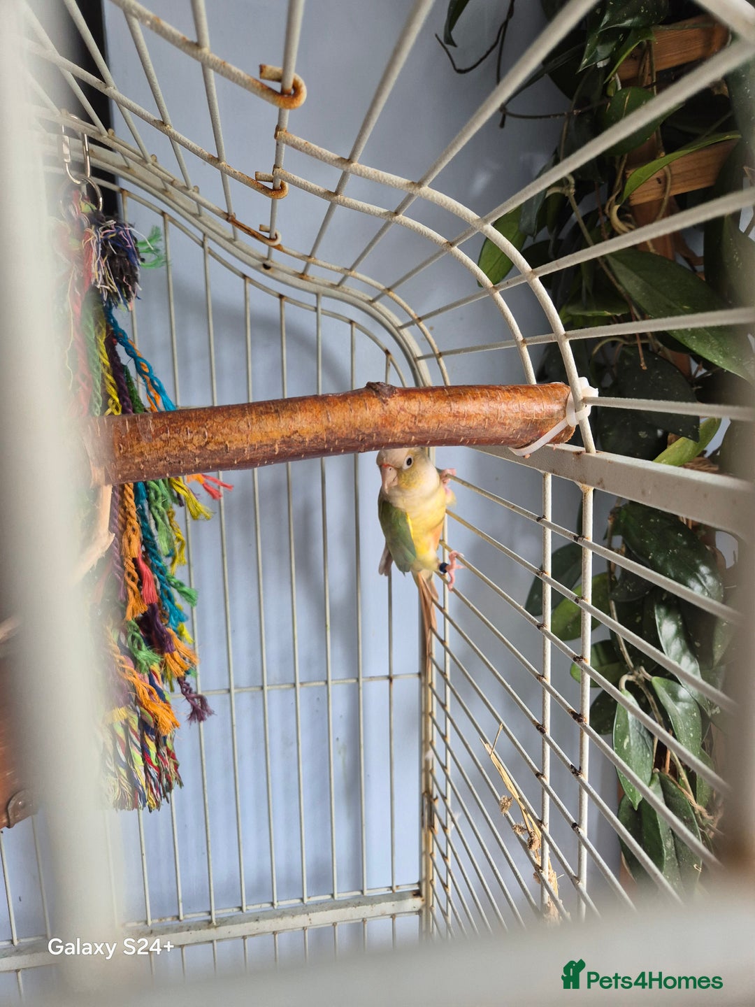 Conures birds for sale: pair of conures for sale - Image 5