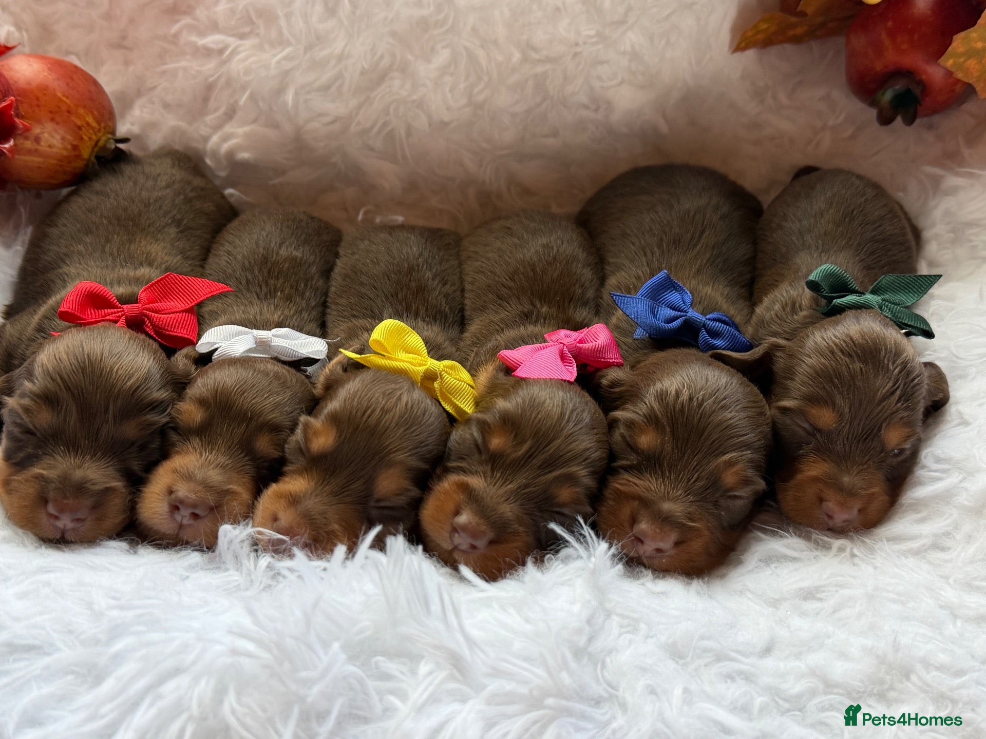 Miniature Dachshund dogs Chocolate 🍫 cream longhair 2💙4🩷 - Advert 17
