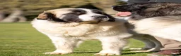 Pyrenean Mountain Dog dogs for sale: Outstanding, KC reg Pyrenean mastiff - Advert 20