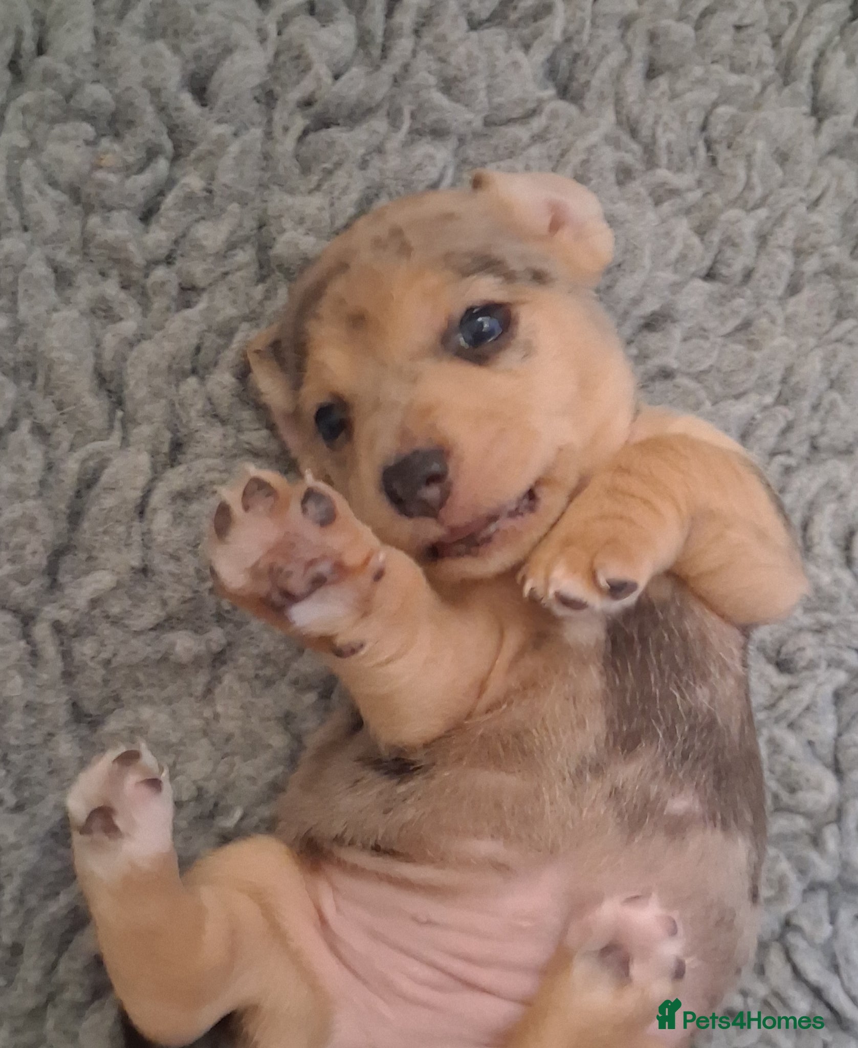 Jack Russell dogs Striking Jack Russell pups - Advert 2