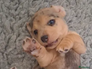 Jack Russell dogs Striking Jack Russell pups - Advert 2