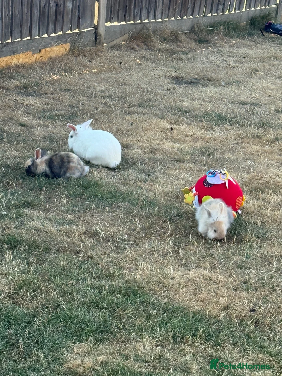 Mixed Breed rabbits for sale: Rabbits for sale  - Advert 7