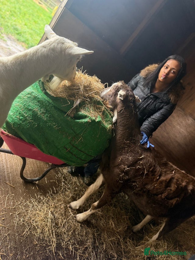 Alisha Pets4Homes